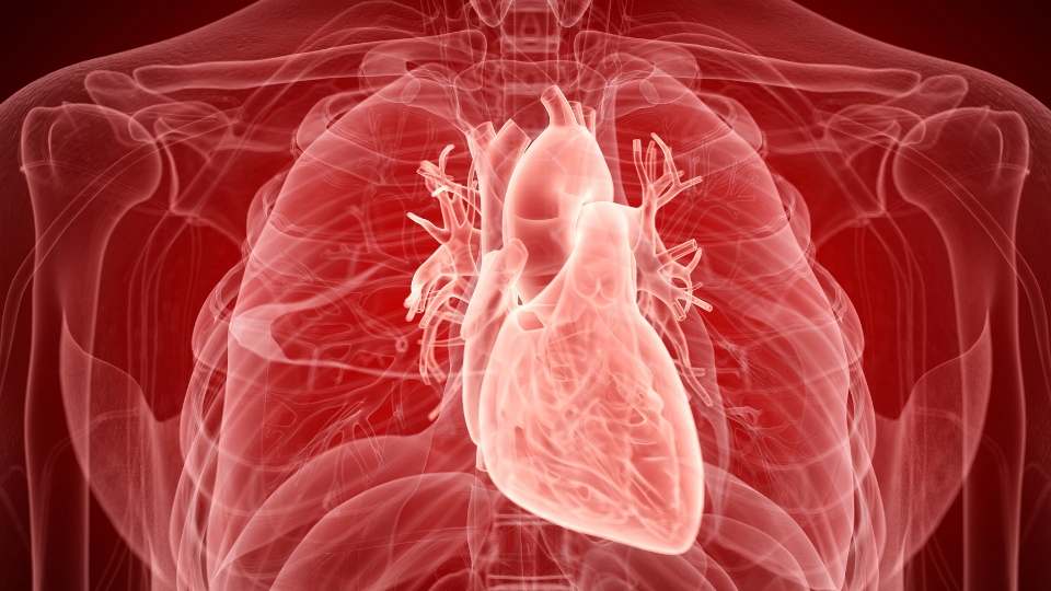 Red-toned anatomical illustration of a human heart within the chest cavity.