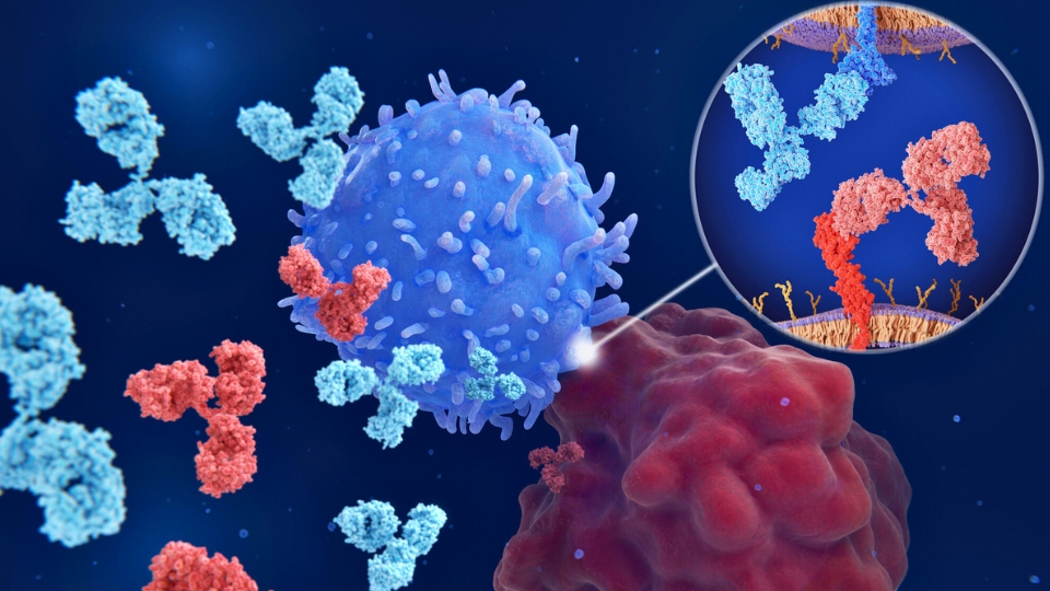 Blue immune cells attack red cancer cell with magnified view showing antibody binding interaction