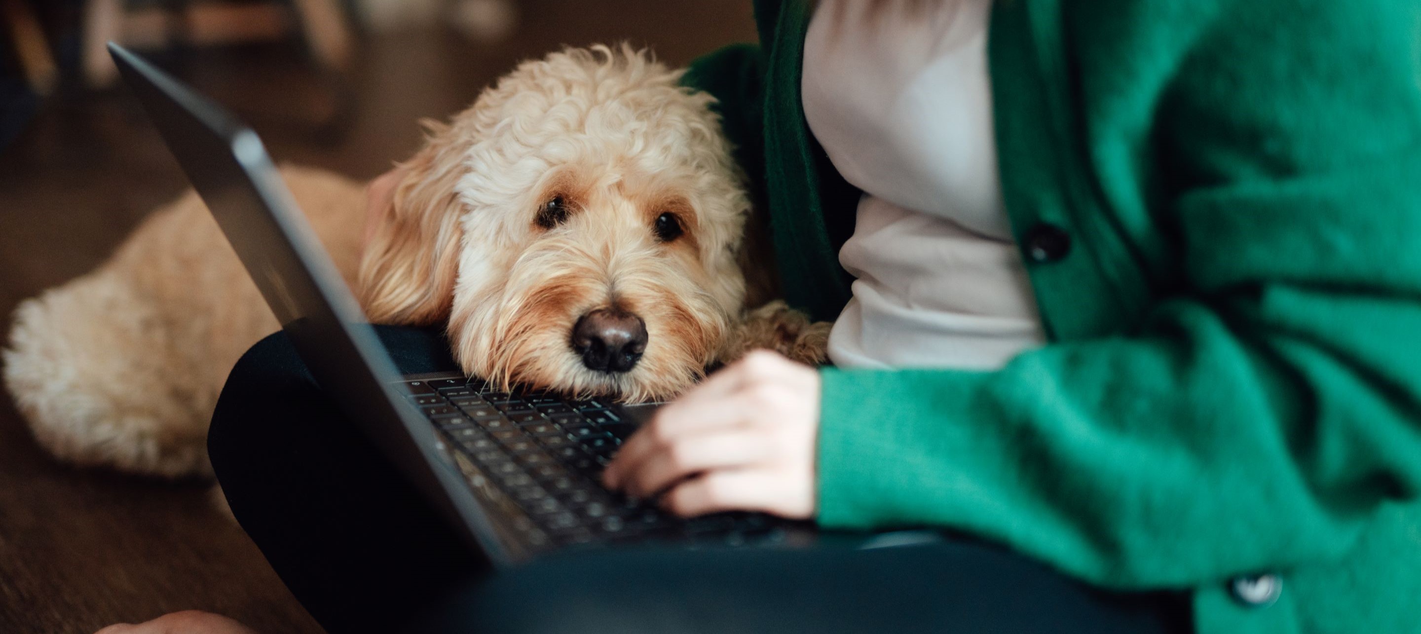 Person in green sweater uses laptop with fluffy dog resting head on keyboard nearby